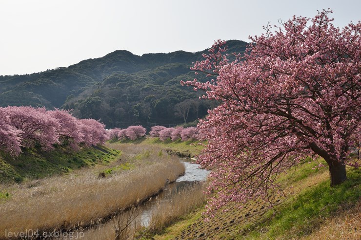 伊豆 第17回みなみの桜と菜の花まつり ～河津桜～_d0319222_23342063.jpg