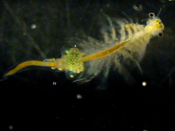c0010727_18445942.png