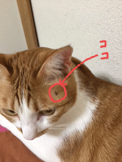 黒猫ヘアーゴム_e0190130_23391678.gif