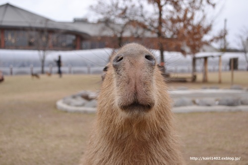 15 02 21 阿蘇ファームランド ふれあい動物王国 泳ぐの得意 15 02 21 阿蘇ファームランド ふれあい動物王国 泳ぐの得意