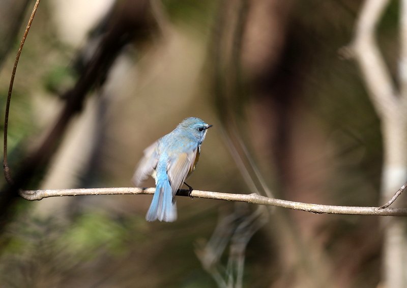 冬の山里で出会って得をした気にさせる野鳥_b0346933_6391830.jpg