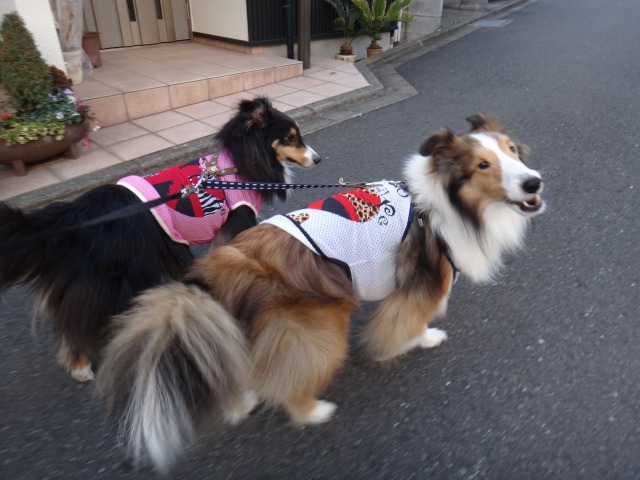 あくびとみんとのペアルック_e0195743_3595869.jpg
