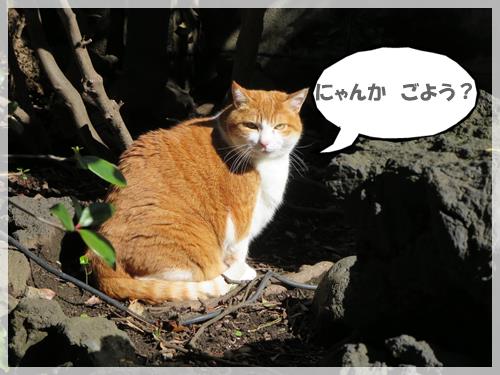 【今日の爆笑】ユーチューブ【猫さん】_b0009849_1684577.jpg