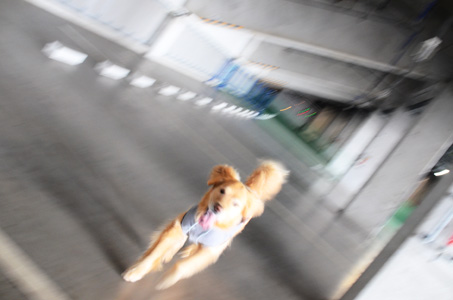 あらめーるさんでしつけ方教室_f0044853_122194.jpg