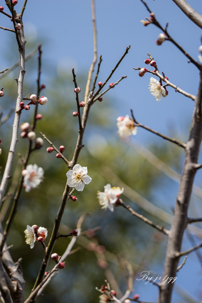 自宅の梅が開花・・・_f0169053_2291444.jpg