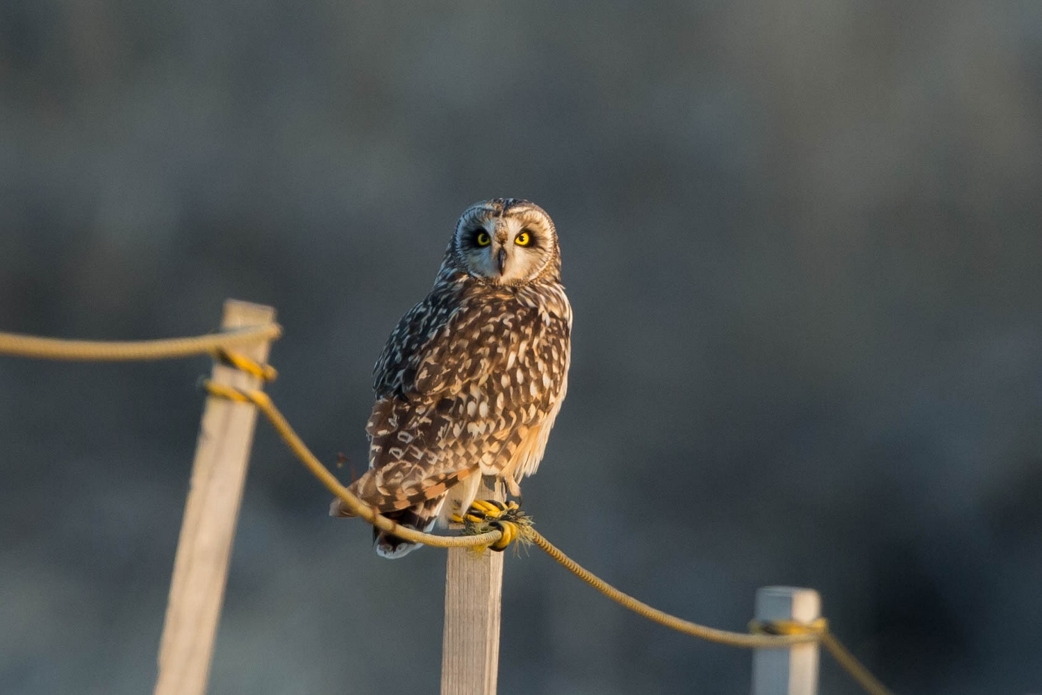 コミミズク飛んでます♪_c0350558_23095103.jpg