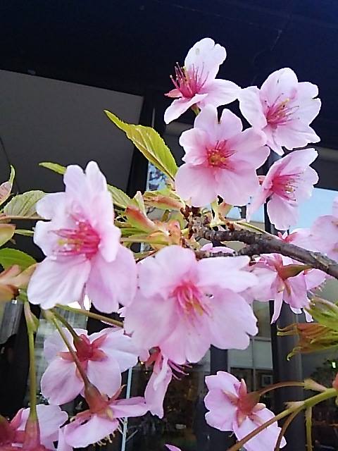 ウーマンエキサイト * ☆さんぽ *　可憐 代官山の桜咲いて 弥生 三月☆♥ 夜越しの月とはるていす☆。†_a0053662_313738.jpg