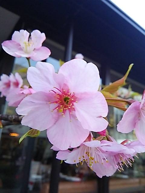 ウーマンエキサイト * ☆さんぽ *　可憐 代官山の桜咲いて 弥生 三月☆♥ 夜越しの月とはるていす☆。†_a0053662_321727.jpg