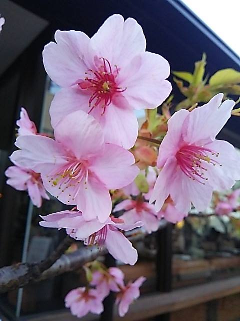ウーマンエキサイト * ☆さんぽ *　可憐 代官山の桜咲いて 弥生 三月☆♥ 夜越しの月とはるていす☆。†_a0053662_332482.jpg