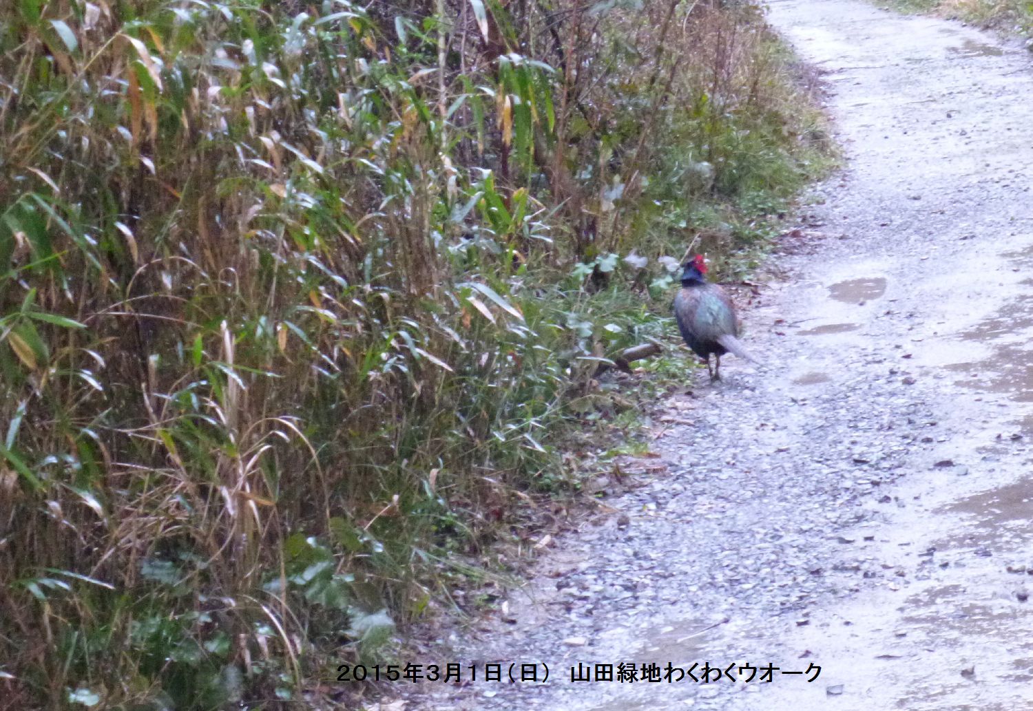 緑地 山田