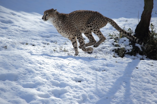 雪の動物園　ジュラ_a0188771_23495532.jpg