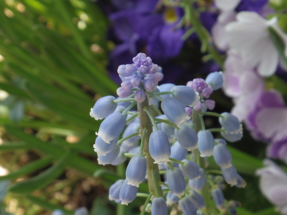 花粉症と更年期障害と逆流性食道炎_a0152078_959171.jpg