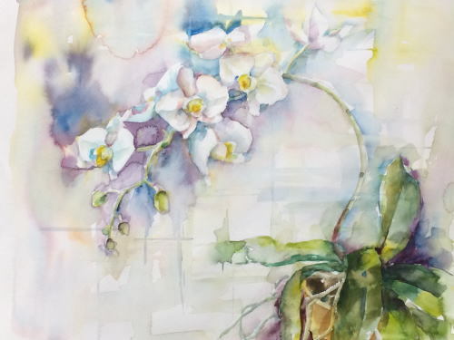 赤い蘭の花 水彩画 レランセナ