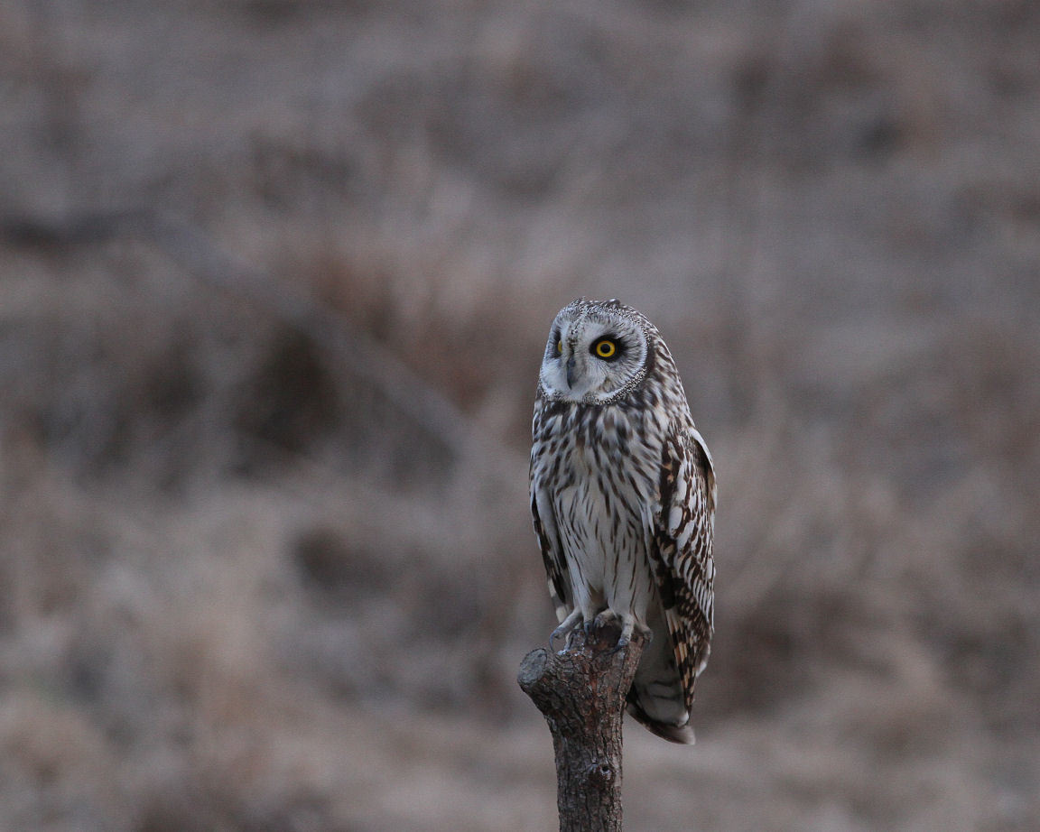 コミミズクもうで！！_d0230392_18212401.jpg