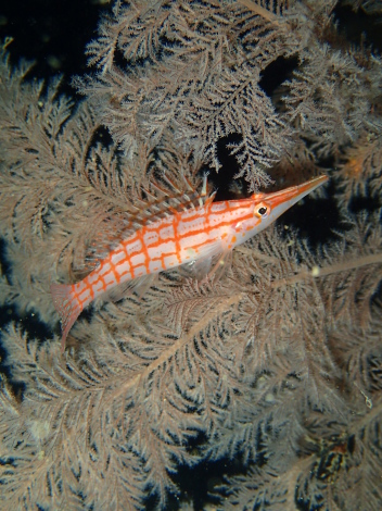 e0115199_19371810.jpg