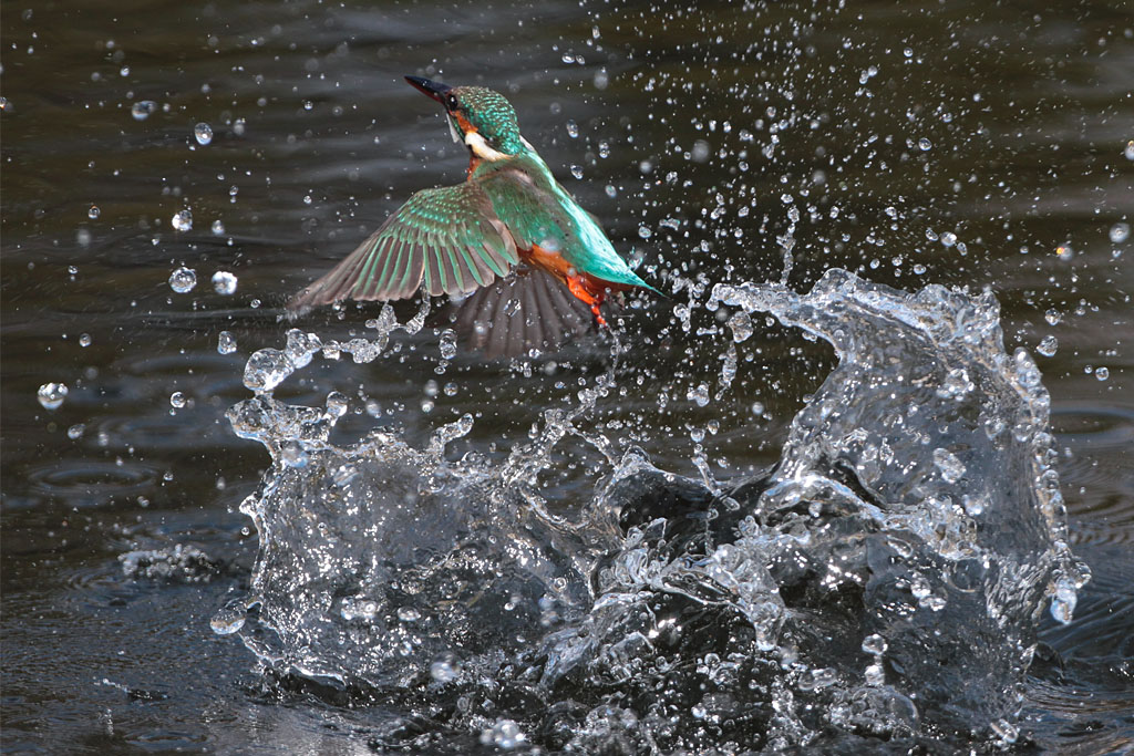 派手な水飛沫 野鳥と自然