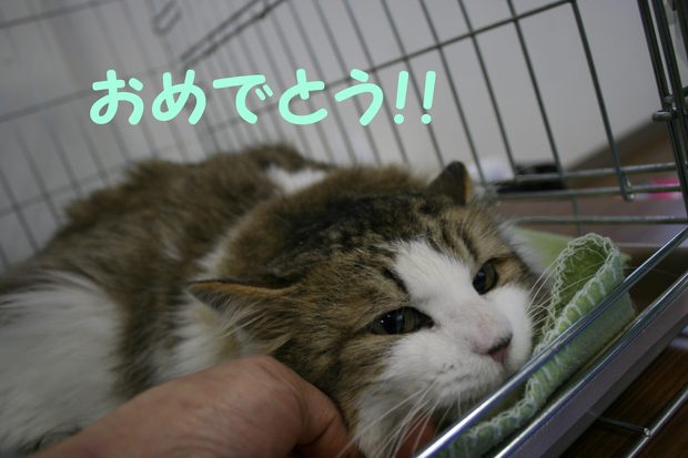 2/22 さいわい会館里親会_f0242002_22232120.jpg