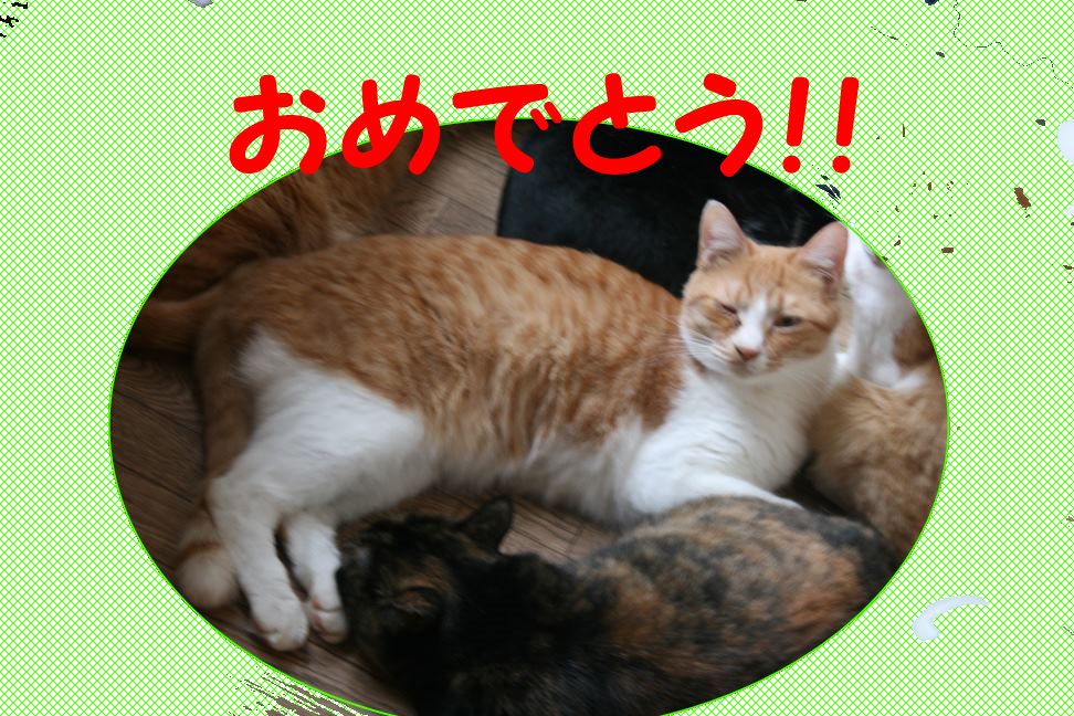 2/22 さいわい会館里親会_f0242002_22423653.jpg