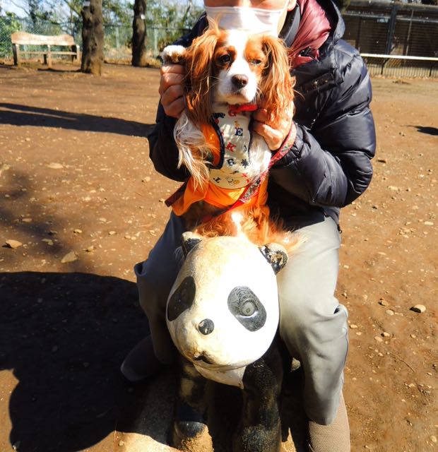 動物園のチャコ_e0285305_1515015.jpg