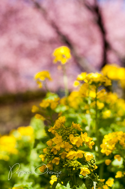 桜勝負の２_f0321610_17263463.jpg