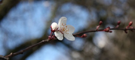 花まつり、雛まつり_b0199526_22204071.jpg