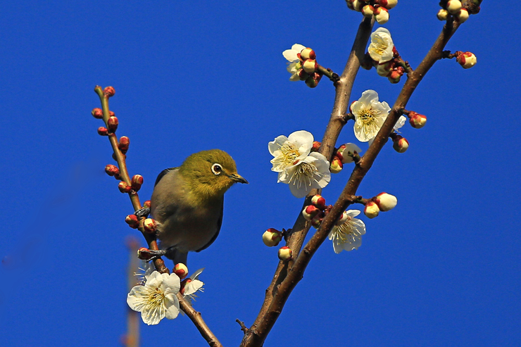 梅ジロウ・再び_c0104227_1158091.jpg