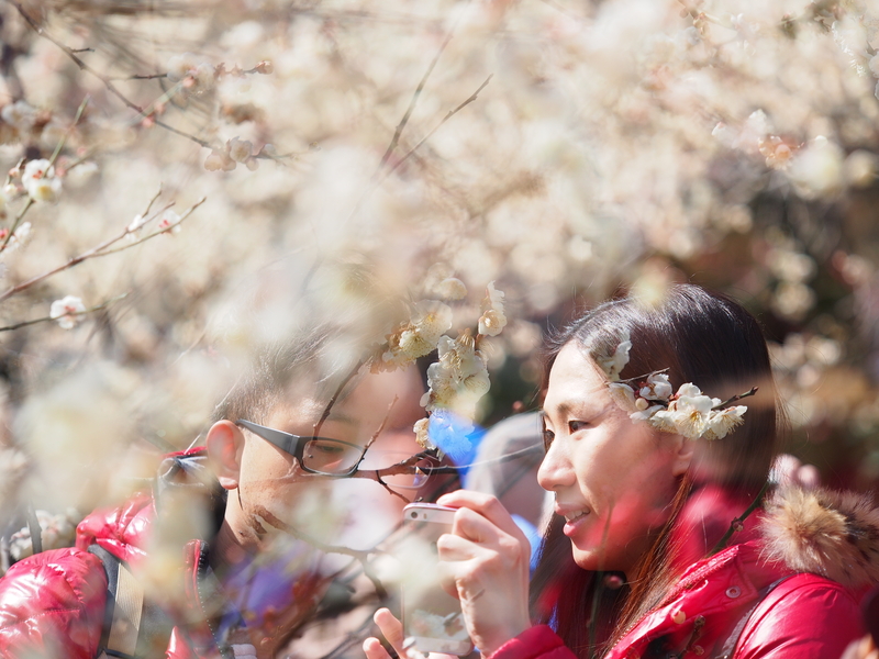 東風吹かば 匂ひをこせよ 梅の花  主なしとて 春を忘るな_d0266327_14341699.jpg