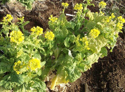 鳥に食べられた野菜..その後..._b0137932_1648719.jpg