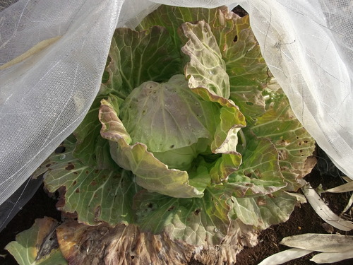 鳥に食べられた野菜..その後..._b0137932_17184358.jpg