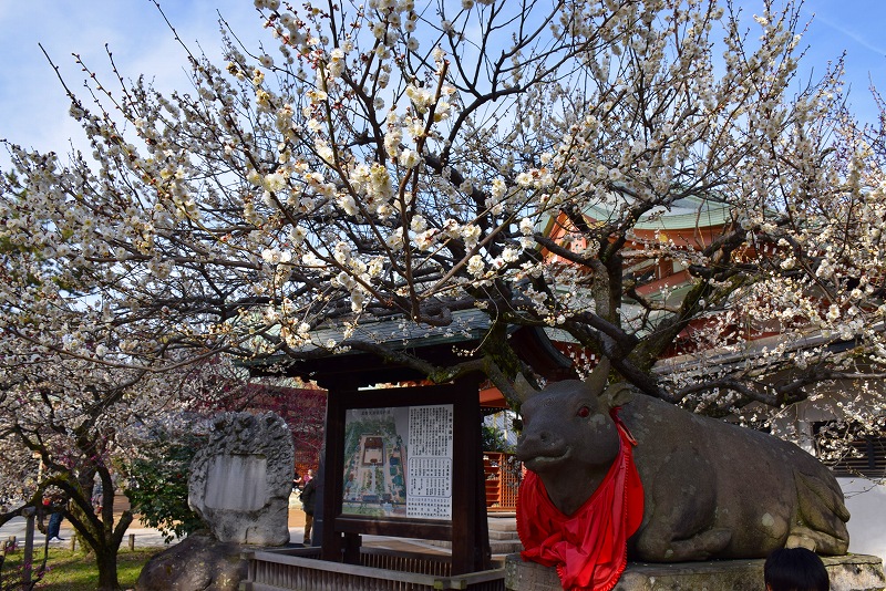 【梅だより】北野天満宮の梅は三分咲き20150228_e0237645_22292351.jpg