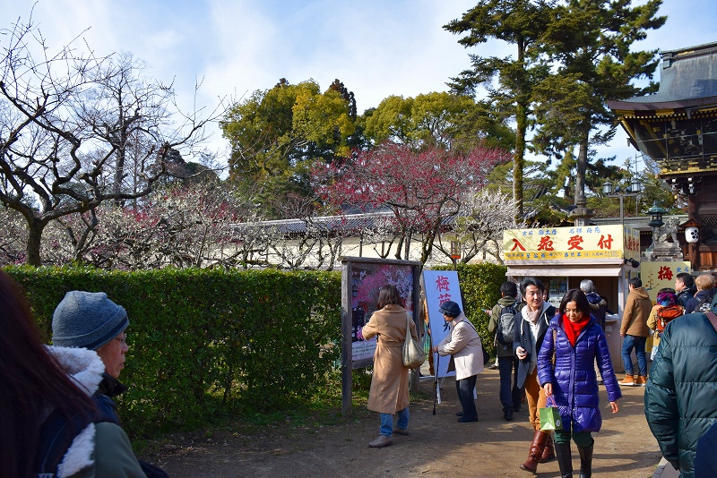 【梅だより】北野天満宮の梅は三分咲き20150228_e0237645_2229872.jpg