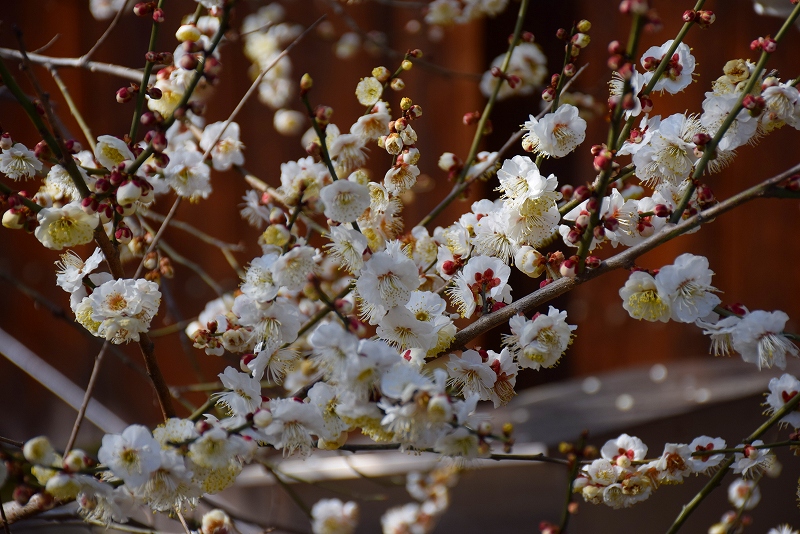【梅だより】北野天満宮の梅は三分咲き20150228_e0237645_22301589.jpg