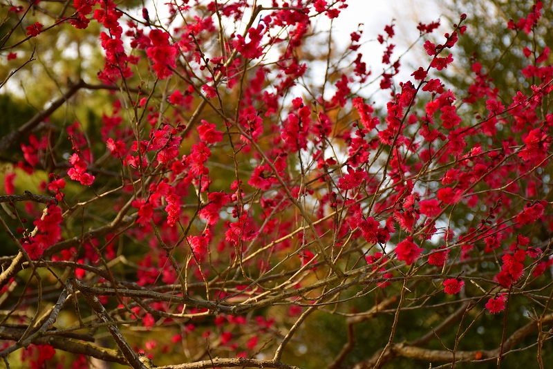 【梅だより】北野天満宮の梅は三分咲き20150228_e0237645_22315595.jpg