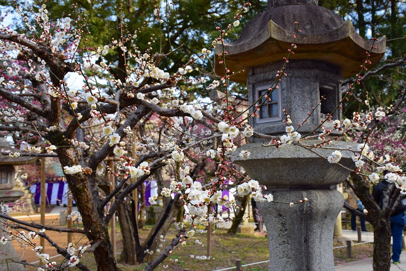 【梅だより】北野天満宮の梅は三分咲き20150228_e0237645_22322352.jpg