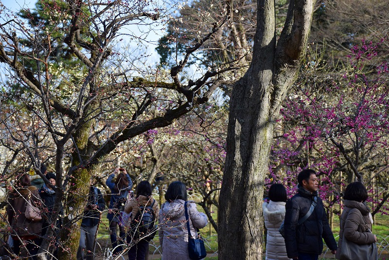 【梅だより】北野天満宮の梅は三分咲き20150228_e0237645_22334842.jpg