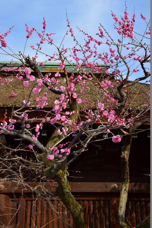 【梅だより】北野天満宮の梅は三分咲き20150228_e0237645_2233827.jpg