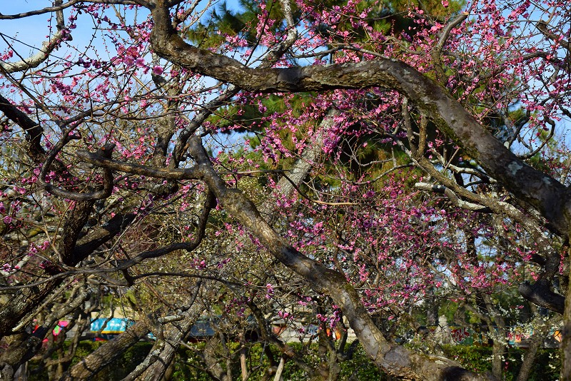 【梅だより】北野天満宮の梅は三分咲き20150228_e0237645_22345162.jpg