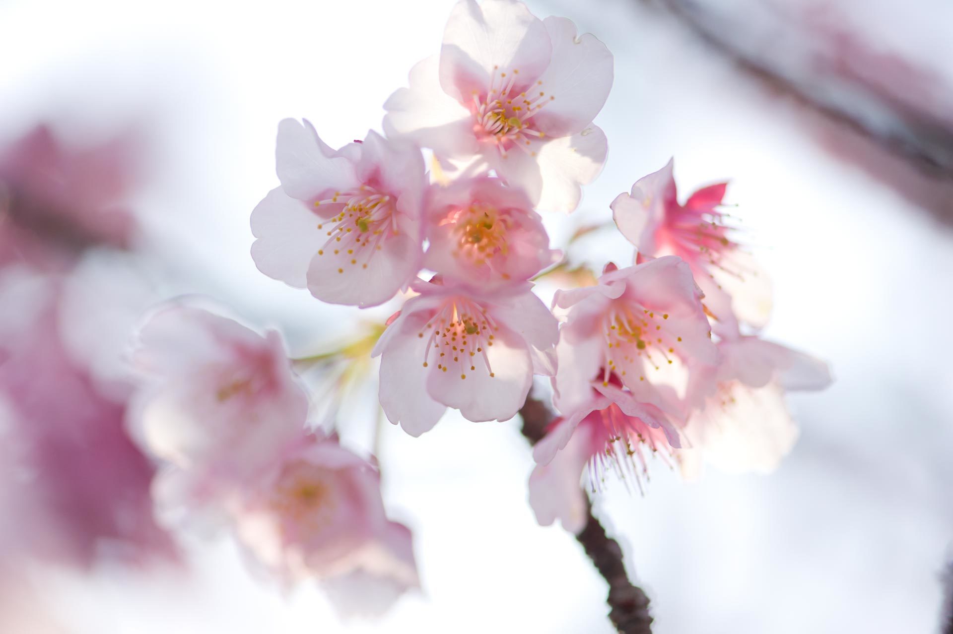 ★緋寒桜　鎮国寺　福岡県宗像市　2015.02.15_b0023047_04272813.jpg