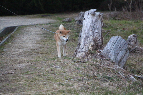 減らし過ぎた？_f0245650_09401269.jpg