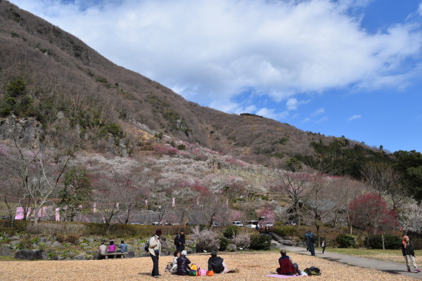 小さな旅。～湯河原・幕山公園の梅林_f0341967_11231381.jpg