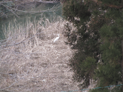 b0149071_20222818.gif