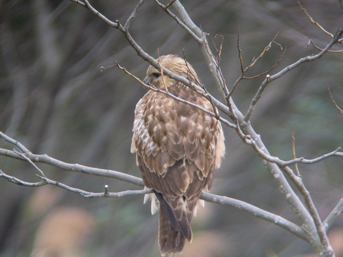 ★ベニマシコ飛来・・・先週末の鳥類園(2015.2015.2.28~3.1)_e0046474_107350.jpg