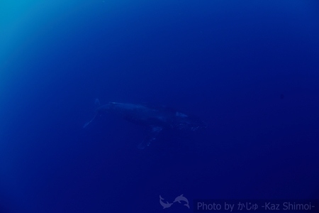 奄美大島ザトウクジラウォッチング_e0105376_1253341.jpg