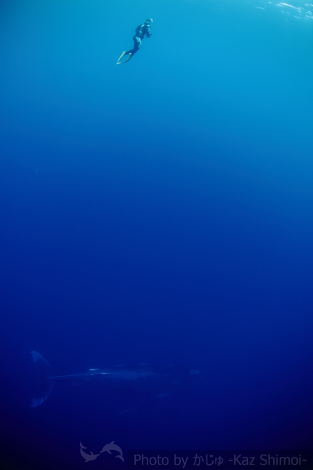 奄美大島ザトウクジラウォッチング_e0105376_12534089.jpg