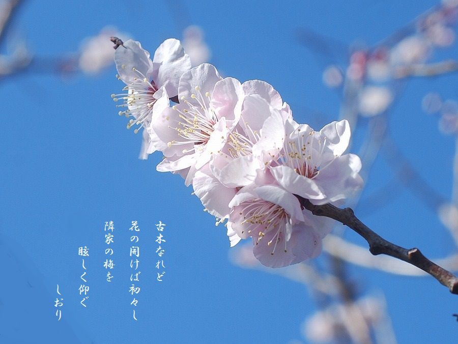 c0187781_15293860.jpg