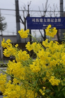 お雛さま・司馬遼太郎「菜の花忌」 ①_c0229483_0252561.jpg