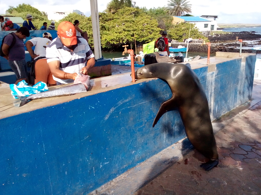 日曜日のプエルトアヨラはつまらない！ガラパゴスのサンタクルス島_b0287088_14284525.jpg