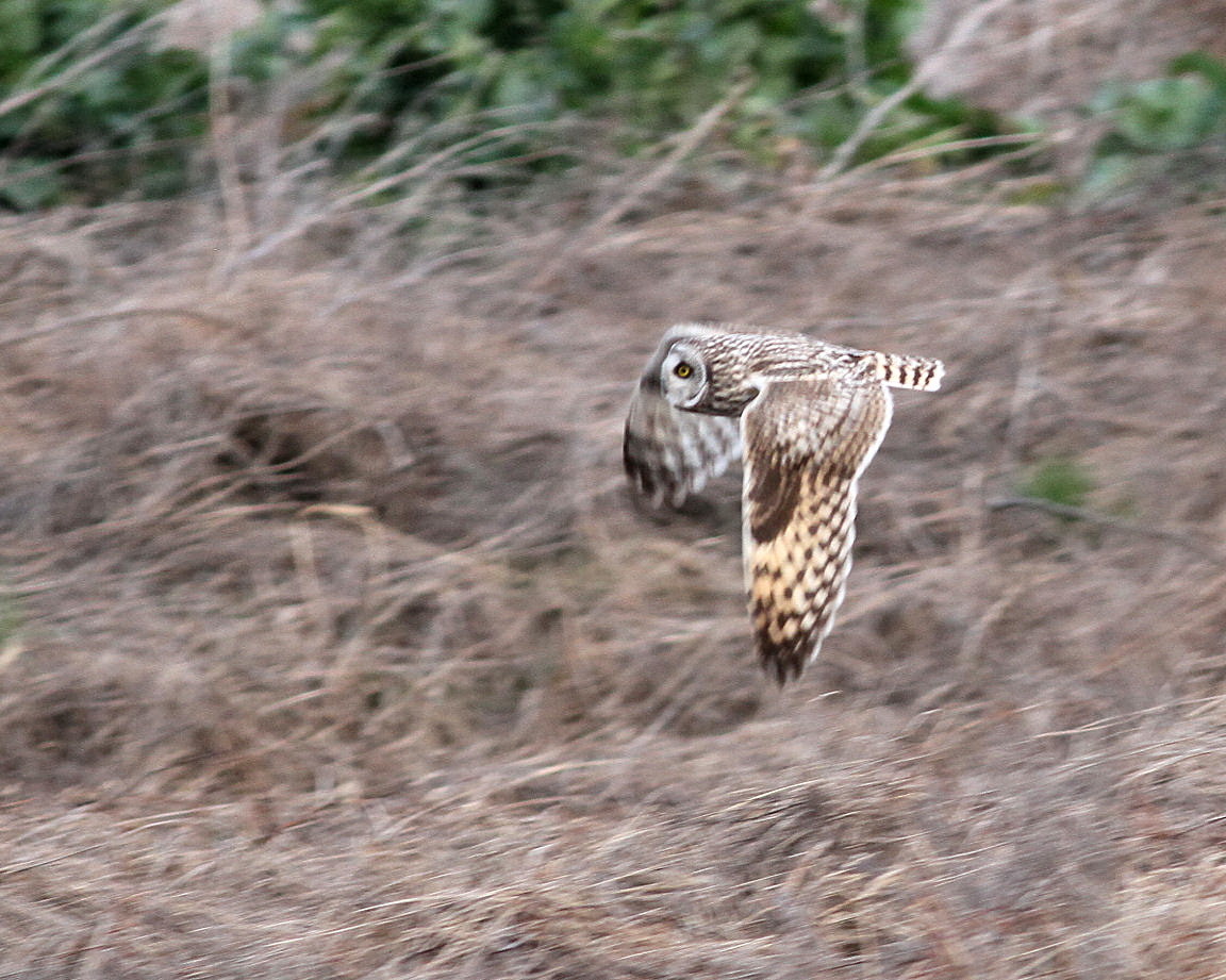 コミミズクもうで・２_d0230392_17204381.jpg