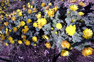 d0153294_12383491.jpg