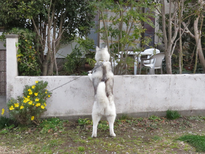 何でも見張り隊 (*^_^*)_c0049299_22421547.jpg